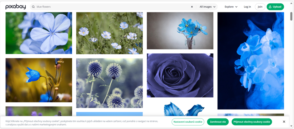 Bezplatné fotografie ke stažení v databázi Paxabay.com - klíčové slovo "modrá květina"