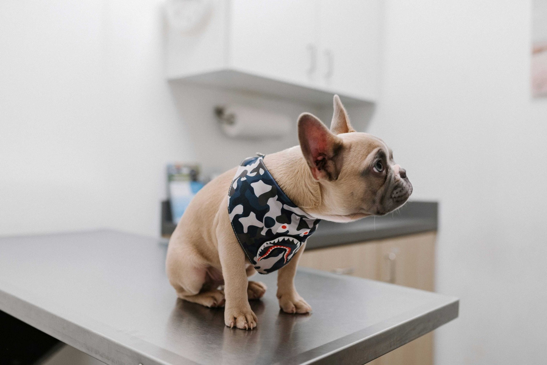 Webové stránky pro veterináře a veterinární ordinace